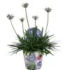 Agapanthus XL, In 24cm-pot -Buitentuin Winkel agapanthus xl in 24cm pot 1000x1000 645385e05b20b l