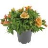 Alstroemeria, In 19cm-pot -Buitentuin Winkel alstroemeria in 19cm pot 1000x1000 625ecc05d4f2e l