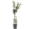 Appelboom (Malus Dom. Elstar Laagstam), In Pot -Buitentuin Winkel appel malus dom elstar laagstam 1500x1500 623c7673b9e4b l