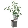 Appelboom (Malus Dom. Jonagold Patio), In Pot -Buitentuin Winkel appel malus dom jonagold patio 1272x1272 623c76e329b03 l
