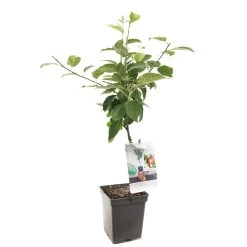 Appelboom (Malus Dom. Summerred Patio), In Pot