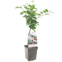 Appelboom (Malus Dom. Topaz Patio), In Pot