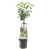 Appelboom Wonder Tree Topaz -Buitentuin Winkel appelboom wonder tree topaz 1500x1500 624ed209e86d2 l