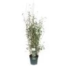 Bamboe Fargesia Black Shadow, In 23cm-pot -Buitentuin Winkel bamboe fargesia black shadow in 23cm pot 1000x1000 6427f5bc245d9 l