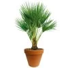 Chamaerops Palm 90cm Hoog, In 24cm-pot -Buitentuin Winkel chamaerops palm 90cm hoog in 24cm pot 1000x1000 625410ac5d8c3 l