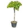 Druivenboom, In 45 Liter-pot -Buitentuin Winkel druivenboom in 45 liter pot 1000x1000 625410af02b97 l