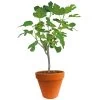 Ficus Carica 150-170 Hoog, In 27cm-pot -Buitentuin Winkel ficus carica 150 170 hoog in 27cm pot 1000x1000 625410af61732 l