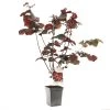 Hazelnotenboom (Corylus Avellana Roter Zeller), In Pot -Buitentuin Winkel hazelnoot corylus avellana roter zeller 1500x1500 623c768808f98 l