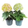 Hortensia Avantgarde, In 23cm-pot -Buitentuin Winkel hortensia avantgarde in 23cm pot 1000x1000 641d698b8e43f l