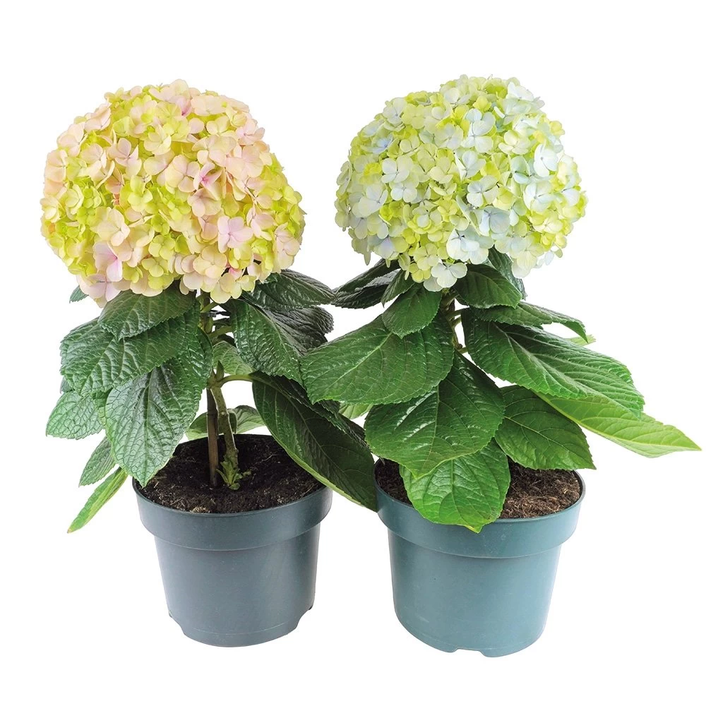 Hortensia Avantgarde, In 23cm-pot 3 Hortensia Avantgarde, In 23cm-pot