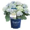 Hortensia Magical, In 23cm-pot -Buitentuin Winkel hortensia magical in 23cm pot 1000x1000 641d69dbe002f l