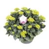 Hortensia XXL, In 29cm-schaal -Buitentuin Winkel hortensia xxl in 29cm schaal 1000x1000 6427f57ac84b6 l