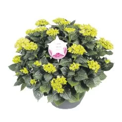 Hortensia XXL, In 29cm-schaal