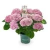 Hydrangea Magical 'voor Binnen' -Buitentuin Winkel hydrangea magical voor binnen 1000x1000 625410a69f7a3 l