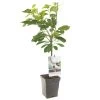 Kersenboom (Prunus Avium Regina Patio), In Pot -Buitentuin Winkel kers prunus avium regina patio 1500x1500 623c76f4622d7 l