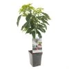 Kersenboom (Prunus Avium Stella Patio), In Pot -Buitentuin Winkel kers prunus avium stella patio 1500x1500 623c76f500b48 l