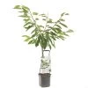 Kersenboom (Prunus Avium Sunburst Laagstam), In Pot -Buitentuin Winkel kers prunus avium sunburst laagstam 1500x1500 623c76845c3a1 l