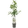 Kersenboom Wonder Tree Regina -Buitentuin Winkel kersenboom wonder tree regina 1500x1500 624eccfe76720 l