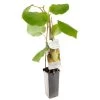Kiwistruik (Actinidia Ch. Jenny), In Pot -Buitentuin Winkel kiwi actinidia ch jenny 1242x1242 623c76d7e0b6a l