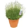 Lavendel -Buitentuin Winkel lavendel 1000x1000 649ea042de58b l
