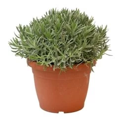 Lavendel, In 25cm-pot -Buitentuin Winkel lavendel in 25cm pot 800x800 6229b6c0b0899 l