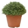Lavendel, In 35cm-pot -Buitentuin Winkel lavendel in 35cm pot 800x800 622735622b68f l
