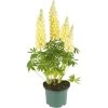 Lupine, In 23cm-pot -Buitentuin Winkel lupine in 23cm pot 1000x1000 627b6e69acd34 l