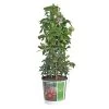 Passiflora, In 19cm-pot -Buitentuin Winkel passiflora in 19cm pot 1000x1000 645385e17d30b l