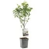 Perenboom (Pyrus Comm. Bonne Louise Patio), In Pot 2 Perenboom (Pyrus Comm. Bonne Louise Patio), In Pot -Buitentuin Winkel peer pyrus comm bonne louise patio 1324x1324 623c76eac65d6 l
