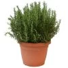 Rozemarijn, In 30cm-pot -Buitentuin Winkel rozemarijn in 30cm pot 800x800 62273561e5959 l