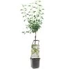 Stoofperenboom Wonder Tree Gieser Wildeman -Buitentuin Winkel stoofperenboom wonder tree gieser wildeman 1500x1500 624ecca422b76 l
