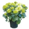 Tuinhortensia, In 23cm-pot 2 Tuinhortensia, In 23cm-pot -Buitentuin Winkel tuinhortensia in 23cm pot 1000x1000 6297754c271ec l